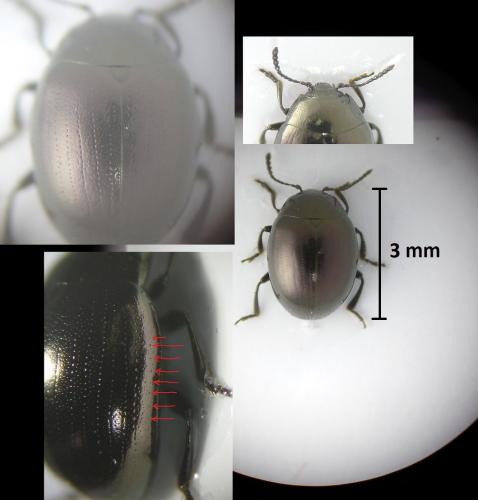 Phaedon laevigatus
